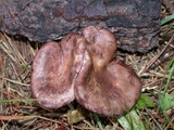 Panus conchatus image