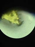 Hohenbuehelia angustata image