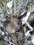 Psathyrella bipellis image