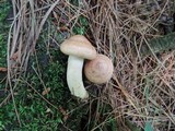 Lactarius vinaceorufescens image