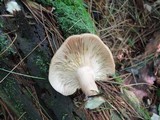 Lactarius vinaceorufescens image