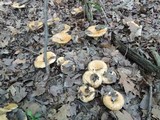 Lactarius psammicola f. glaber image