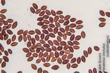Panaeolus cinctulus image