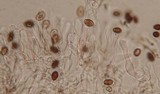 Panaeolus cinctulus image