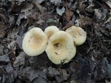 Lactarius psammicola image