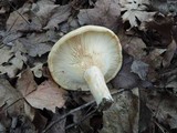 Lactarius psammicola f. glaber image