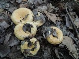 Lactarius psammicola image