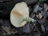 Lactarius psammicola f. glaber image