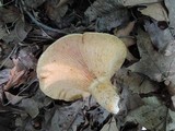 Lactarius psammicola image