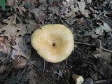 Lactarius psammicola image