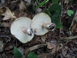Tylopilus rubrobrunneus image
