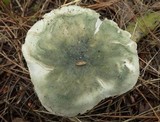 Russula virescens image