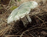Russula virescens image