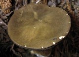 Tylopilus porphyrosporus image