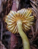 Humidicutis marginata image