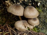 Entoloma sarcitulum image