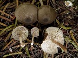 Entoloma sarcitulum image