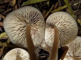 Entoloma sarcitulum image