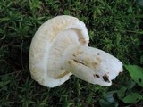 Lactarius deceptivus image