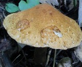 Gyroporus castaneus image