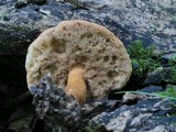 Gyroporus castaneus image