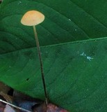 Rhizomarasmius pyrrhocephalus image