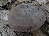 Lactarius corrugis image