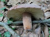 Lactarius corrugis image