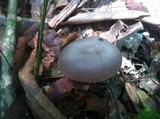 Amanita pallidocarnea image