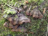 Hymenochaete rubiginosa image