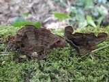 Hymenochaete rubiginosa image