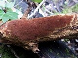 Fuscoporia ferruginosa image