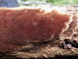 Fuscoporia ferruginosa image