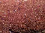 Fuscoporia ferruginosa image