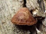 Melanotus horizontalis image