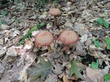 Aureoboletus russellii image