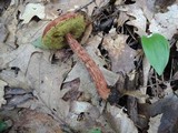 Aureoboletus russellii image