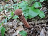 Aureoboletus russellii image