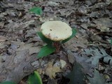 Aureoboletus russellii image