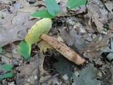 Aureoboletus russellii image
