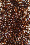 Panaeolus cinctulus image