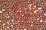 Panaeolus cinctulus image