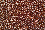 Panaeolus cinctulus image