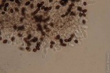 Panaeolus cinctulus image