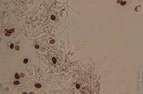 Panaeolus cinctulus image
