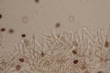 Panaeolus cinctulus image