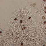 Panaeolus cinctulus image
