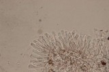 Panaeolus cinctulus image