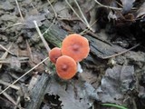 Lactarius nitidus image