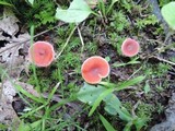 Lactarius nitidus image